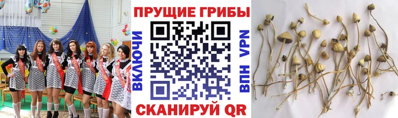 Купить где Шахты Галлюциногенные грибы прущие грибы